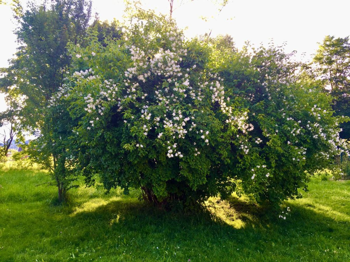 Naturforsthaus Gartenblick Fuer Hunde - Und Naturverbundene Menschen Preitenegg ภายนอก รูปภาพ